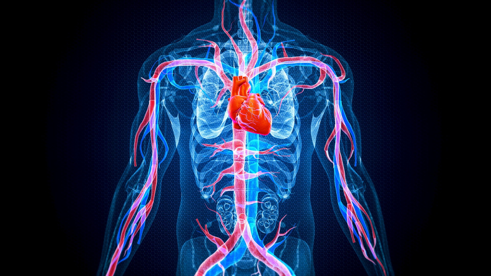 Human Heart Anatomy