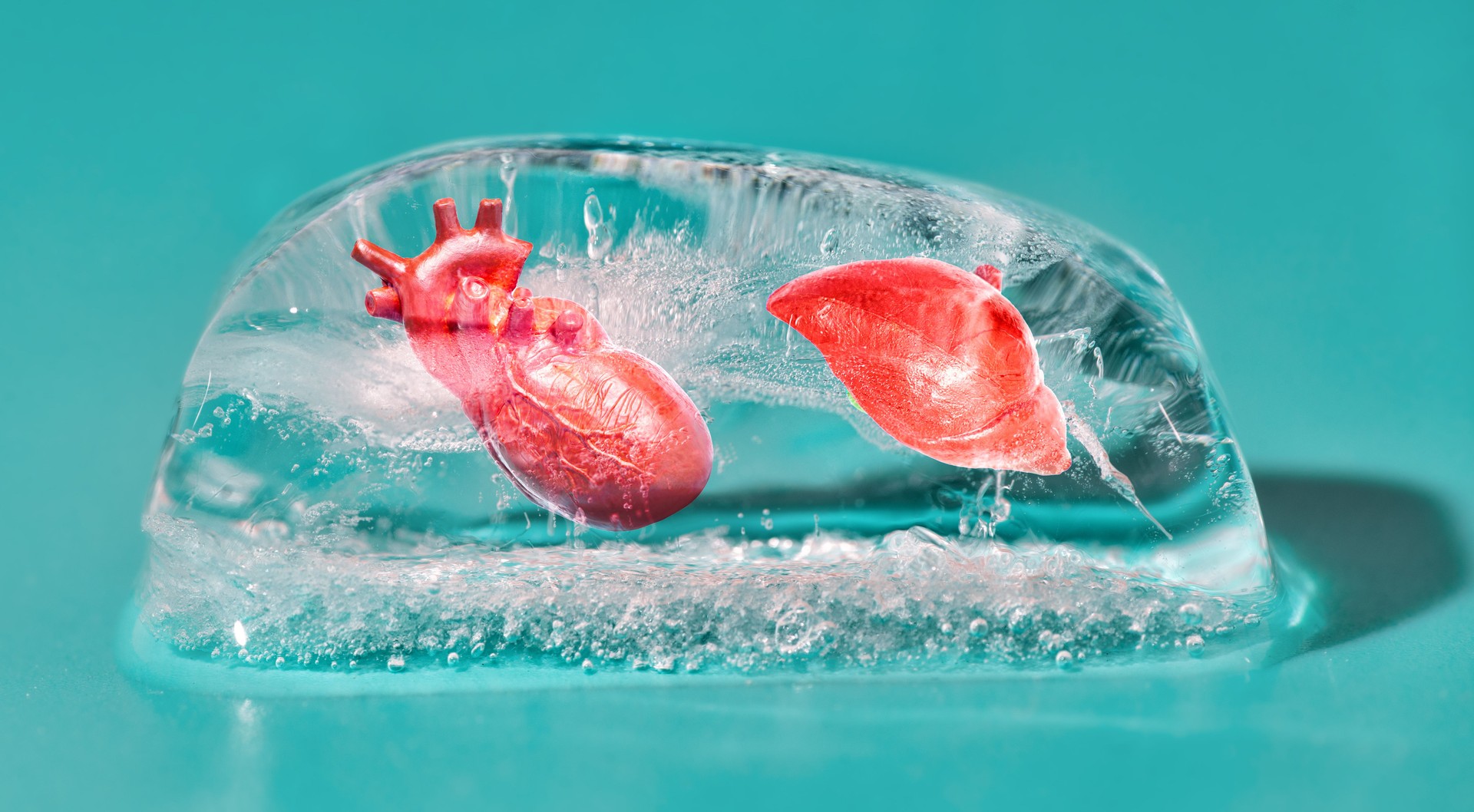 Anatomical Clay Models of Heart and Liver in Ice for Research